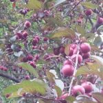 2016 plums