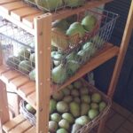 2016 some of the pear harvest