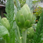 artichokes - Copy - Copy